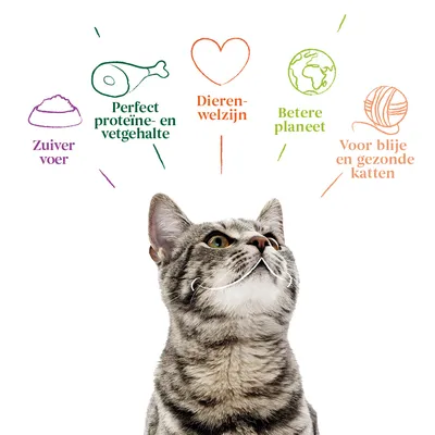 Tekst: Zuiver voer, Perfect proteïne- en vetgehalte, Dierenwelzijn, Betere planeet, Voor blije en gezonde katten. Afbeelding van een grijze kat onder de tekst.