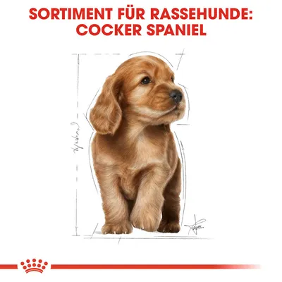 Sortiment für Rassehunde: Cocker Spaniel. Illustration eines Hundes mit anatomischen Skizzen.