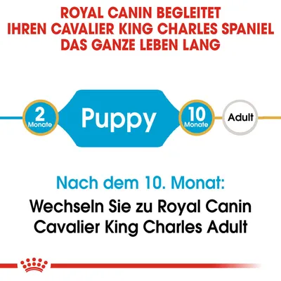 Royal Canin begleitet Cavalier King Charles Spaniel von Puppy (2 Monate) bis Adult (10 Monate). Nach dem 10. Monat wechseln zu Royal Canin Cavalier King Charles Adult.