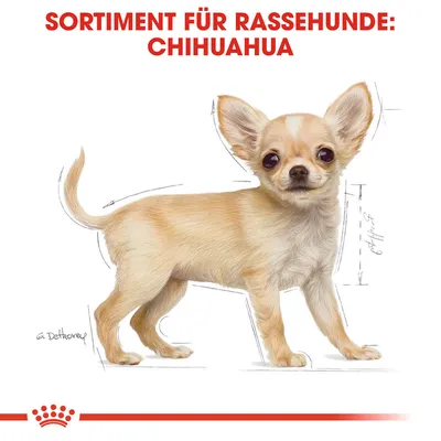 Sortiment für Rassehunde: Chihuahua. Illustration eines Chihuahuas mit anatomischen Skizzen und Royal Canin Logo.