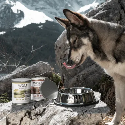 Wolf Wilderness Hundefutter-Dosen Green Fields und Oak Woods, mit passendem Napf und Deckel. Hund leckt sich die Lippen vor Bergkulisse.