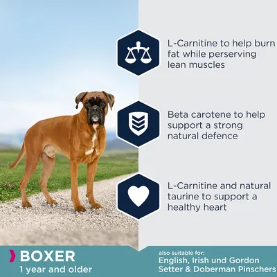 BOXER 1 year and older. L-Carnitine to help burn fat while perserving lean muscles. Beta carotene to help support a strong natural defence. L-Carnitine and natural taurine to support a healthy heart. Also suitable for: English, Irish und Gordon Setter & Doberman Pinschers. Tekst på engelsk.