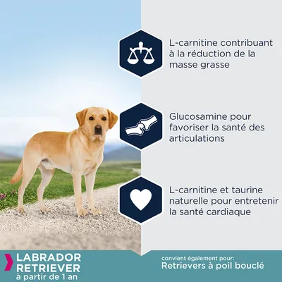 Labrador Retriever à partir de 1 an. L-carnitine pour réduire la masse grasse, glucosamine pour les articulations, L-carnitine et taurine naturelle pour le cœur. Convient aussi aux Retrievers à poil bouclé.