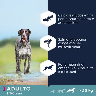 Cane adulto in movimento, testo: Calcio e glucosamina per ossa e articolazioni, salmone appena congelato per muscoli magri, omega 6 e 3 per cute e pelo sani, adulto 1,5–6 anni, oltre 25 kg