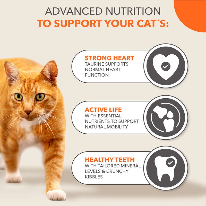 Text v angličtine: Advanced nutrition to support your cat’s strong heart, active life, healthy teeth. S oranžovou mačkou a ikonami srdca, kĺbov a zuba.