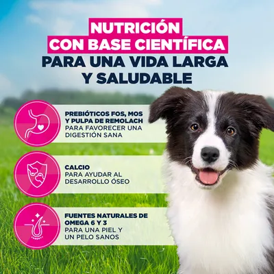 Eukanuba Premium Nutrition Puppy Medium Breed pollo