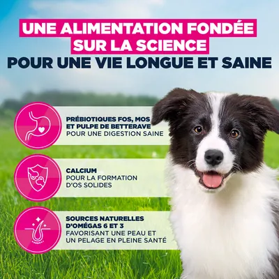 Croquettes Eukanuba Premium Nutrition Puppy Medium Breed au poulet