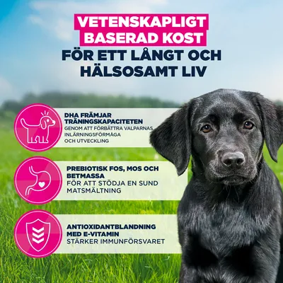 Eukanuba Premium Nutrition Puppy Large & Giant Breed Chicken