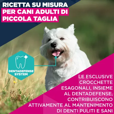 Eukanuba Premium Nutrition Adult Small Breed Pollo