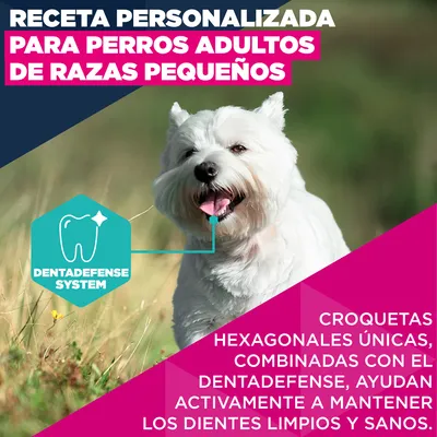 Eukanuba Premium Nutrition Adult Small Breed pollo