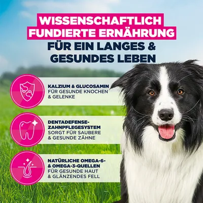 Eukanuba Premium Nutrition Mature Medium Breed Huhn