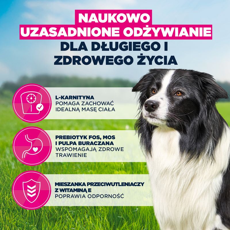 Eukanuba Premium Nutrition Senior Medium Breed, kurczak