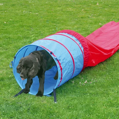Perro grande saliendo de un túnel de agilidad azul y rojo para perros, colocado sobre césped al aire libre. El túnel es de tela con refuerzos visibles.