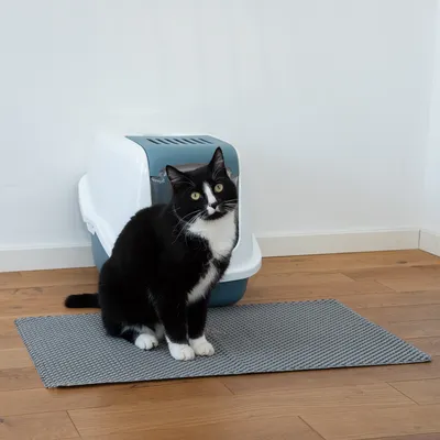 Gato negro sentado frente a un arenero cerrado con alfombrilla gris sobre suelo de madera.