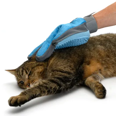 Hand mit blauem Pflegehandschuh streicht über das Fell einer Katze, zeigt Anwendung des Handschuhs zur Fellpflege.