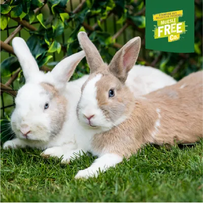 Two rabbits lying on grass, top right the logo with the text: Stamping out selective feeding. Muesli Free Co.