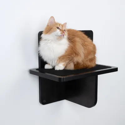Mensola da parete in legno nero con superficie imbottita, sopra è seduto un gatto rosso e bianco.