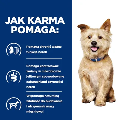 Jak karma pomaga: chroni funkcje nerek, kontroluje zmiany w mikrobiomie jelitowym przy zaburzeniach nerek, wspomaga budowanie i utrzymanie masy mięśniowej. Obok pies.