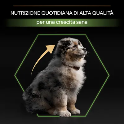 Testo: 'Nutrizione quotidiana di alta qualità per una crescita sana' sopra un cucciolo seduto, freccia gialla verso l'alto. Messaggio promozionale su alimentazione per animali.