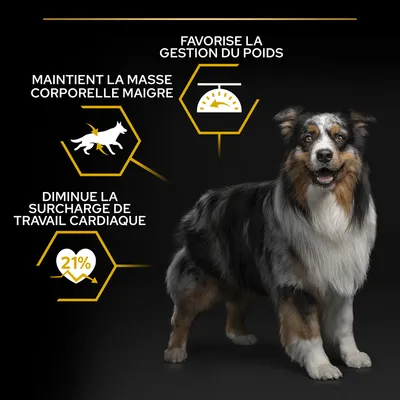 Favorise la gestion du poids, maintient la masse corporelle maigre, diminue la surcharge de travail cardiaque de 21 %. Texte en français avec illustrations et chien visible.