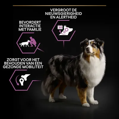 Australische herder met tekst: bevordert interactie met familie, vergroot de nieuwsgierigheid en alertheid, zorgt voor het behouden van een gezonde mobiliteit.