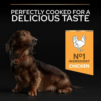 Text: Perfectly cooked for a delicious taste. No1 ingredient chicken. Illustration of a chicken beside the text. Small dog with brown fur and collar visible below.