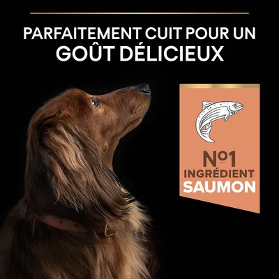 Texte : Parfaitement cuit pour un goût délicieux. Badge : N°1 ingrédient saumon avec illustration de poisson. Chien à poil long vu de profil sur fond noir.
