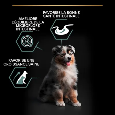 Favorise la bonne santé intestinale, améliore l’équilibre de la microflore intestinale, favorise une croissance saine. Texte illustré avec un chiot assis.