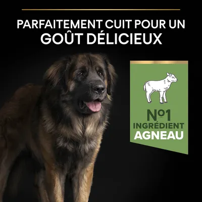 Texte : Parfaitement cuit pour un goût délicieux. N°1 ingrédient agneau. Illustration d’un mouton et photo d’un grand chien à poil long.