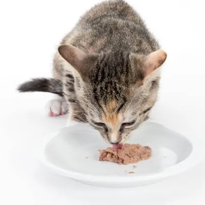 Junge Katze frisst Nassfutter von einem weissen Teller. Zeigt die Verwendung von Katzenfutter.