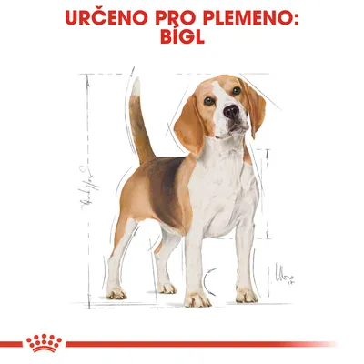Text: URČENO PRO PLEMENO: BÍGL. Ilustrace psa s náčrtem proporcí, dole červená korunka Royal Canin.