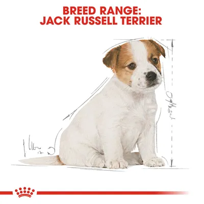 Text 'Breed Range: Jack Russell Terrier' above illustration of a sitting Jack Russell Terrier with measurement lines drawn beside the dog.