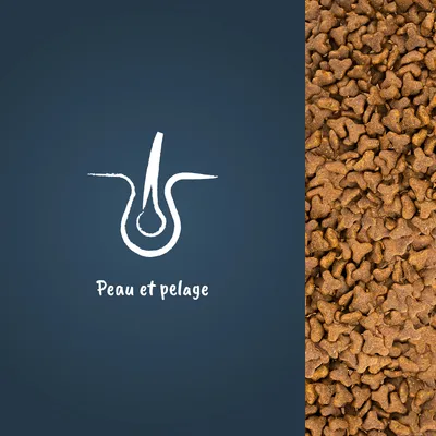 Croquettes en gros plan à droite, icône de follicule pileux et texte « Peau et pelage » à gauche. Mention visible sur l’image uniquement.