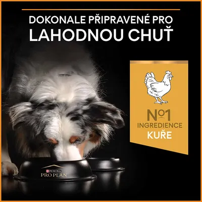 Pes jí z misky Purina Pro Plan, text: Dokonale připravené pro lahodnou chuť. N°1 ingredience kuře.