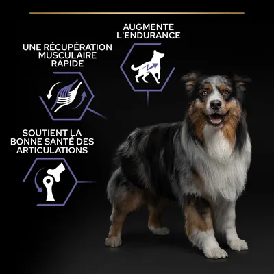 Graphique avec un chien et trois textes : Récupération musculaire rapide, soutient des articulations saines, augmente l'endurance.