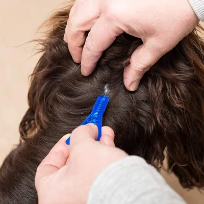 Person applying spot-on treatment to the skin by parting the fur and using a blue applicator.