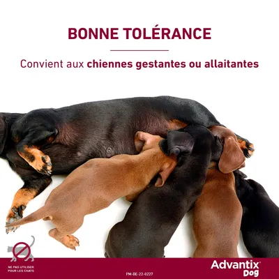 Advantix® grand chien, de 25 kg à 40 kg
