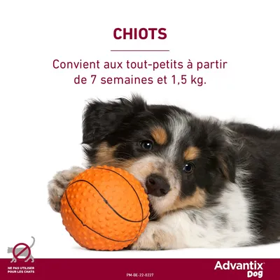 Advantix® petit chien, de 4 kg à 10 kg