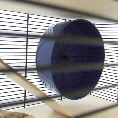 Blaues Laufrad aus Kunststoff, montiert in einem Käfig mit Holzrampe. Geeignet für Kleintiere wie Hamster oder Mäuse.
