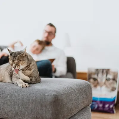 Chat lèche sa patte sur un canapé gris, à l’arrière-plan un emballage de nourriture pour chat avec image de chat visible.