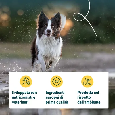 Sviluppata con nutrizionisti e veterinari, ingredienti europei di prima qualità, prodotta nel rispetto dell'ambiente. Sviluppata con nutrizionisti e veterinari, ingredienti europei di prima qualità, prodotta nel rispetto dell'ambiente.