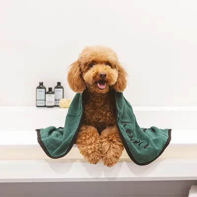 Hund in Badewanne mit grünem Handtuch von kooa, im Hintergrund Pflegeprodukte und Schwamm sichtbar.