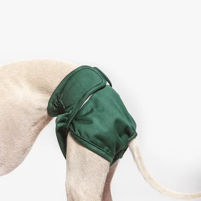 Grüne Hundewindel mit Klettverschluss, getragen am hinteren Bereich eines Hundes.