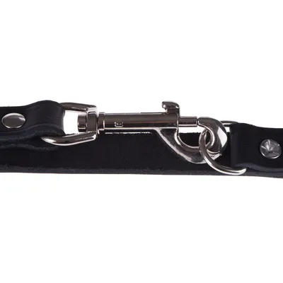Nahaufnahme eines schwarzen Leder-Hundehalsbands mit silbernem Karabinerhaken und Metallnieten.
