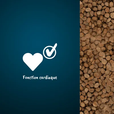 Croquettes à droite, icône cœur avec coche et texte « Fonction cardiaque » au centre. Texte en français belge visible dans l’image.