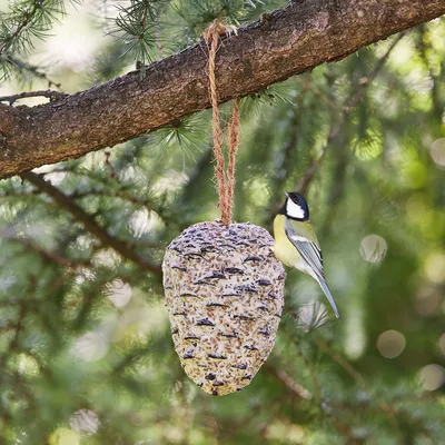 Meisenknödel in Zapfenform, aufgehängt an einem Baumzweig, mit einer Kohlmeise daneben. Geeignet für die Vogelfütterung im Garten.