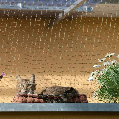 Katzenschutznetz auf Balkon installiert, schützt Katze vor dem Herunterfallen. Netz mit feiner Maschenstruktur, Blumen und Katze sichtbar.