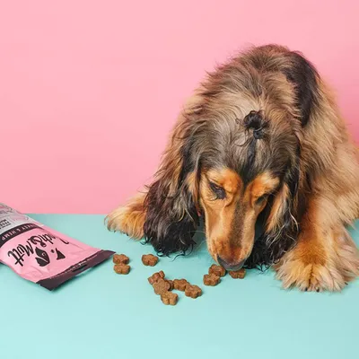 Dog eating small, brown, bone-shaped treats from a pile next to an open pink treat pouch on a blue surface.