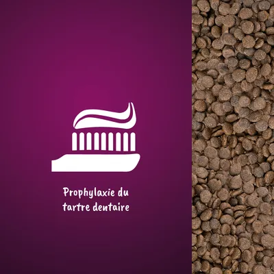 Illustration d’une brosse à dents avec texte : Prophylaxie du tartre dentaire, à côté de croquettes pour animaux.