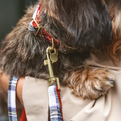 Hond met rood geruite halsband en riem met messing musketonhaak, label met initialen 'NP' zichtbaar aan de halsband.